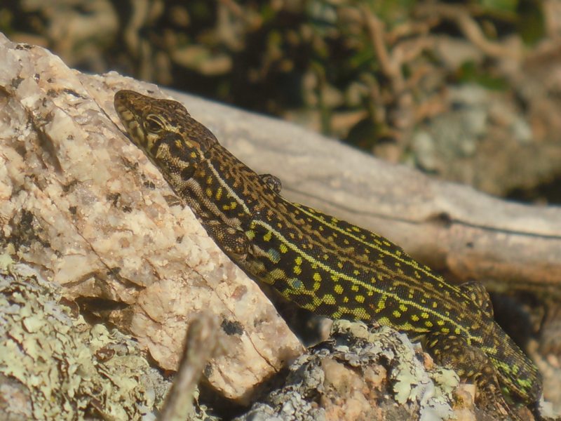 Lucertole di gennaio